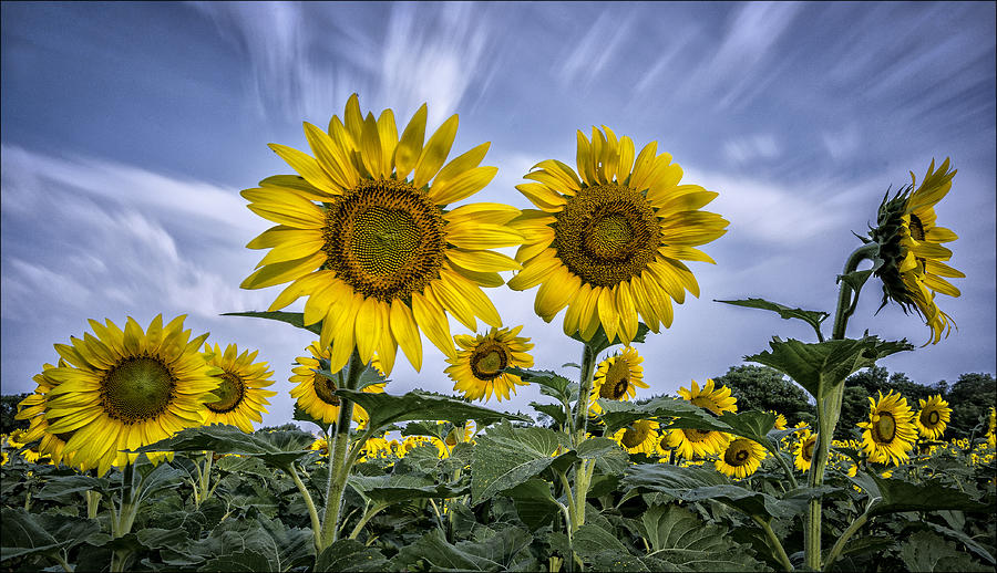 Looking At The Sun Photograph by Robert Fawcett