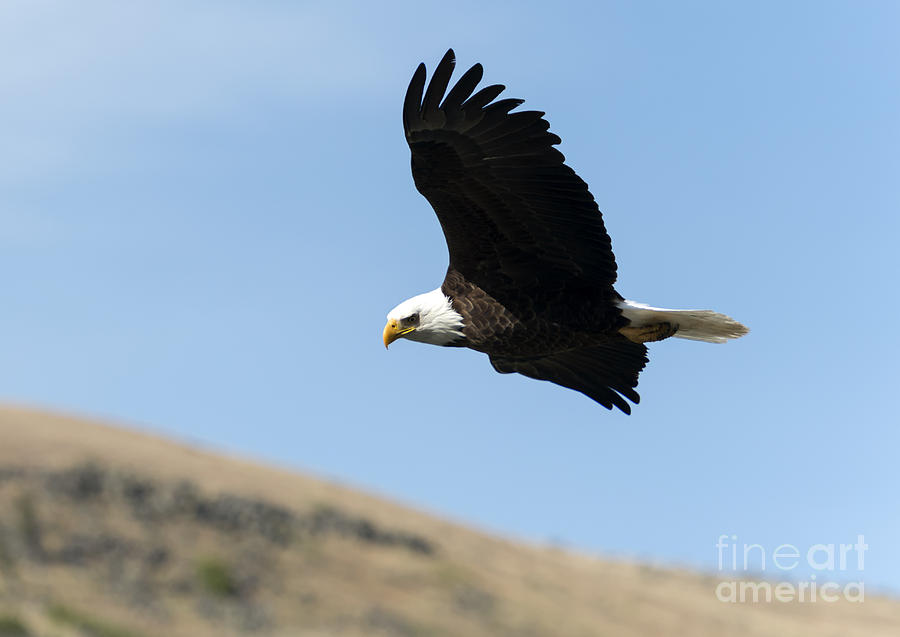 Eagle Photograph - Looking down on the World #2 by Michael Dawson