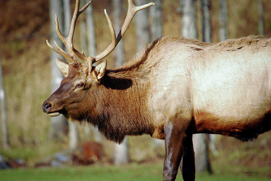 Male Elk Photograph by Crystal Wightman