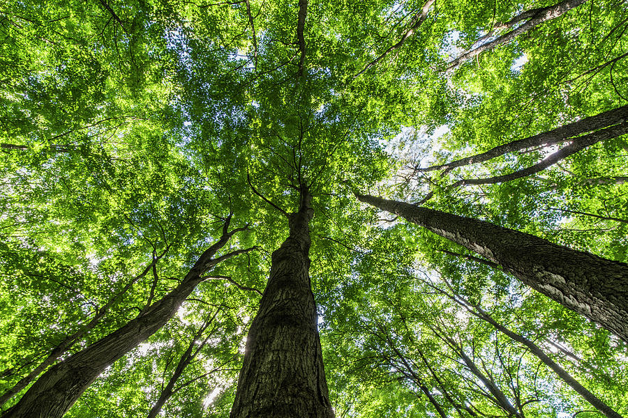 Looking Up Into The Canopy Of Deciduous #2 Photograph by Robert Postma