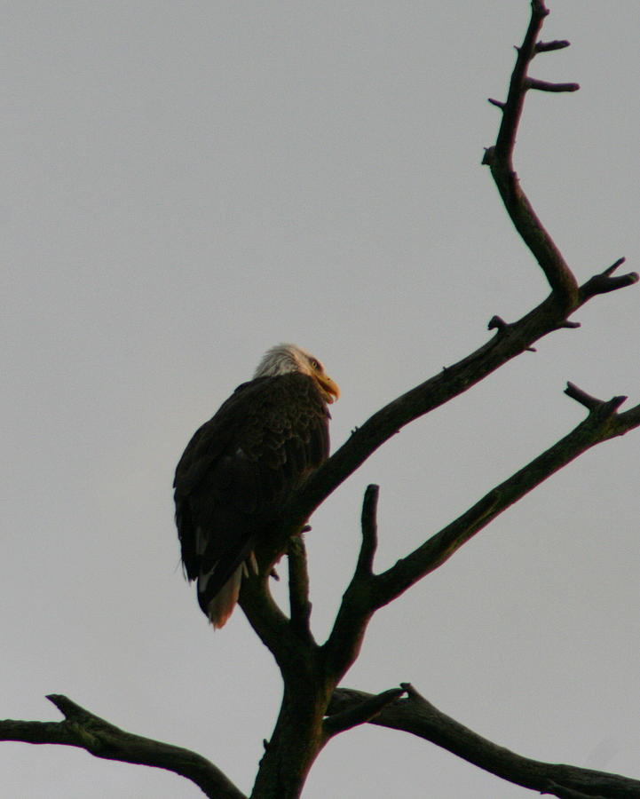 Eagle Photograph - Looking up to Bald Eagles by Neal Eslinger