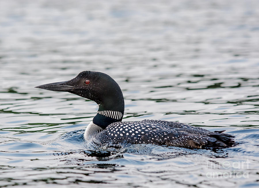 Loon #2 Photograph by Cheryl Baxter