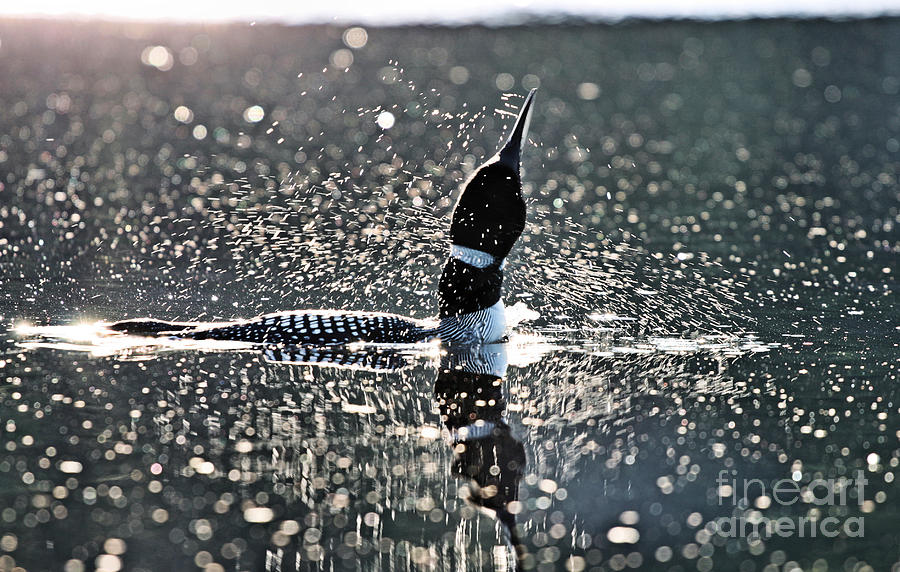 Loon Shake #2 Photograph by Stan Reckard