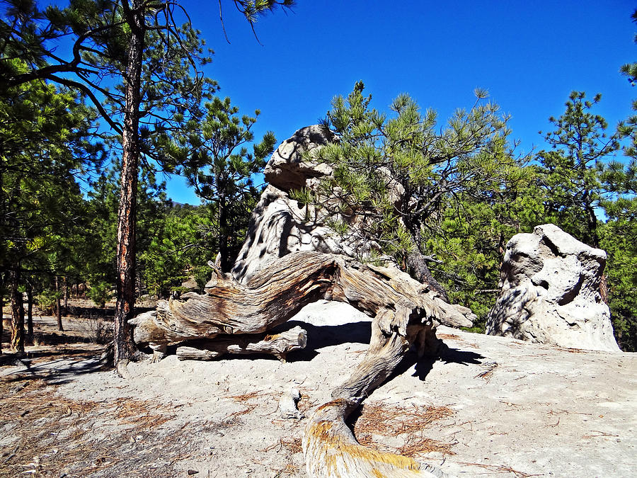 Los Alamos Trail Find #2 Photograph by Tom DiFrancesca