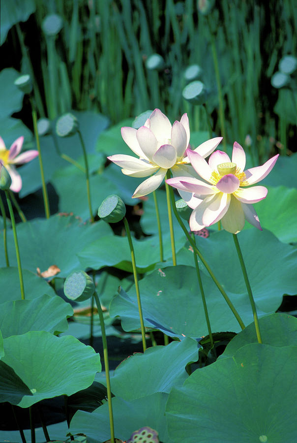 Lotus Photograph by Anna Miller | Fine Art America