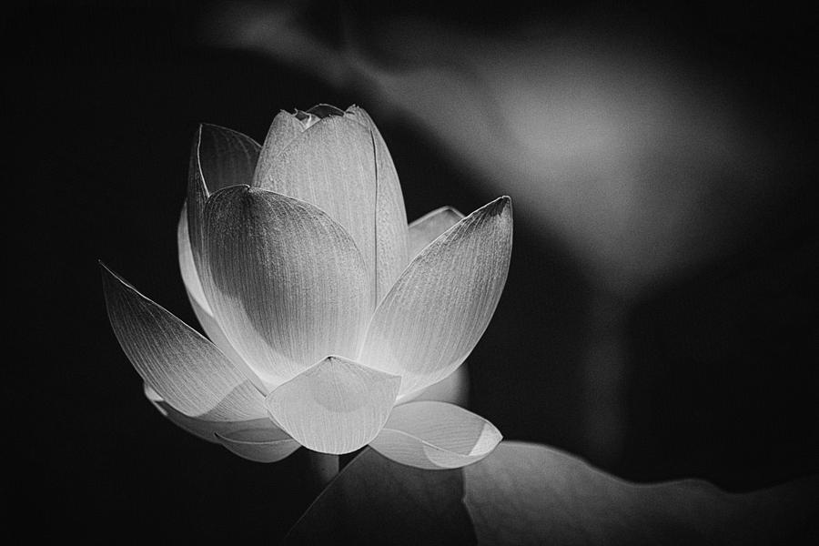 Lotus Black and White Art Series #2 Photograph by Jeff Abrahamson