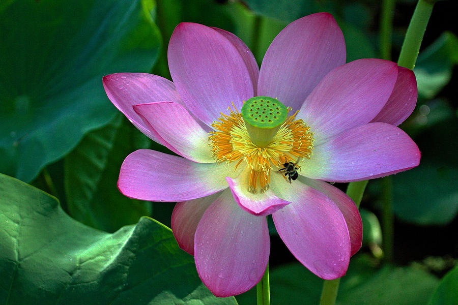 Lotus Flower #2 Photograph by Jerry Gammon