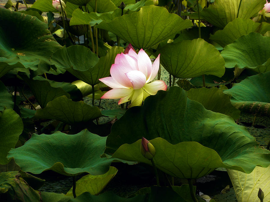 Lotus #2 Photograph by Jessica Jenney