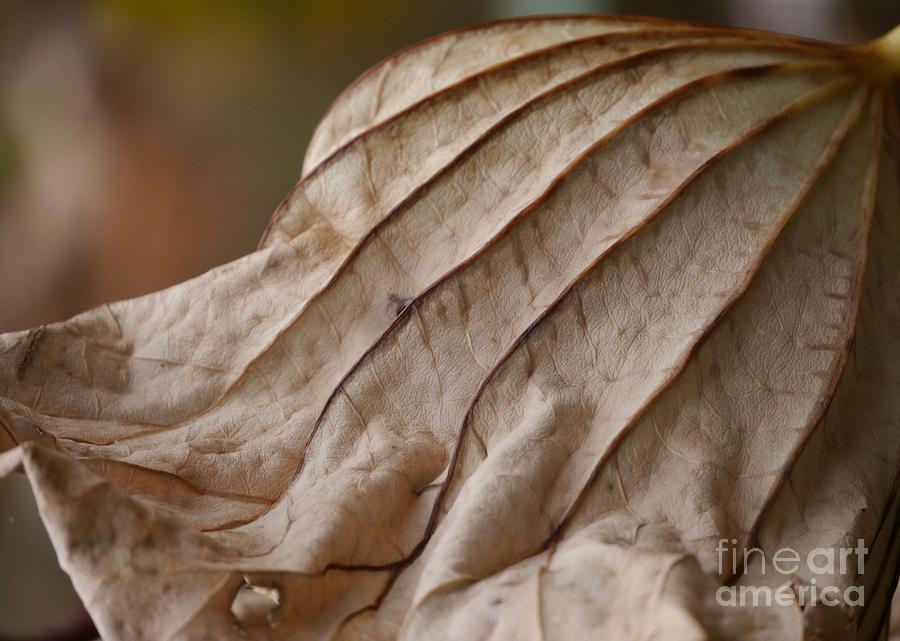 Lotus Leaf #1 Photograph by Jane Ford