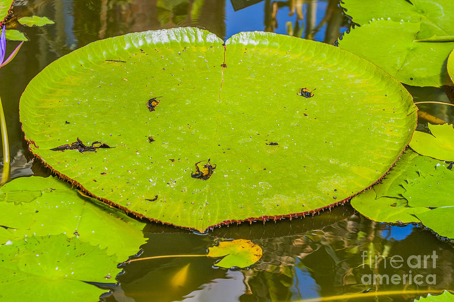 Spring Photograph - Lotus leaf by Patricia Hofmeester