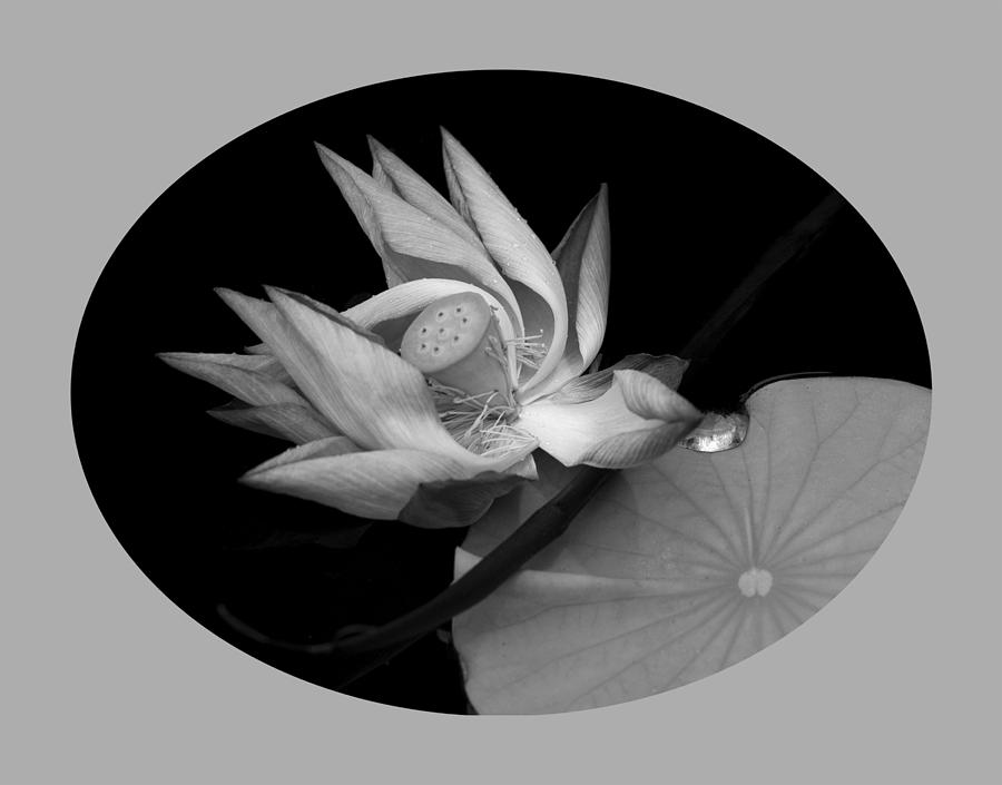 Lotus #2 Photograph by Yue Wang