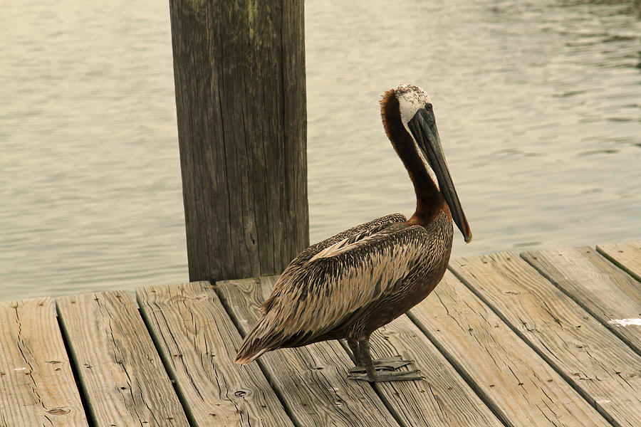 Pelican Photograph - Louisiana brown pelican #2 by Ronald Olivier
