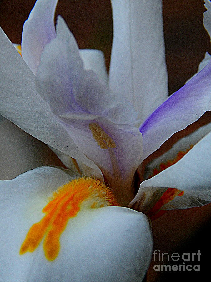 Louisiana Iris #2 Photograph by Michael Hoard
