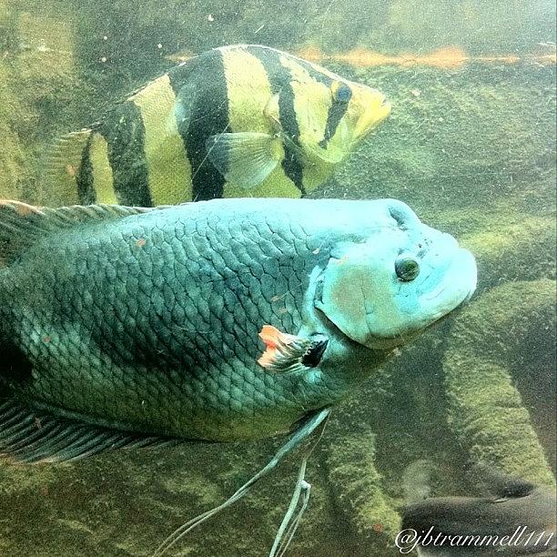 Fish Photograph - ❤❤love This Picture? Check Out My #2 by James Trammell