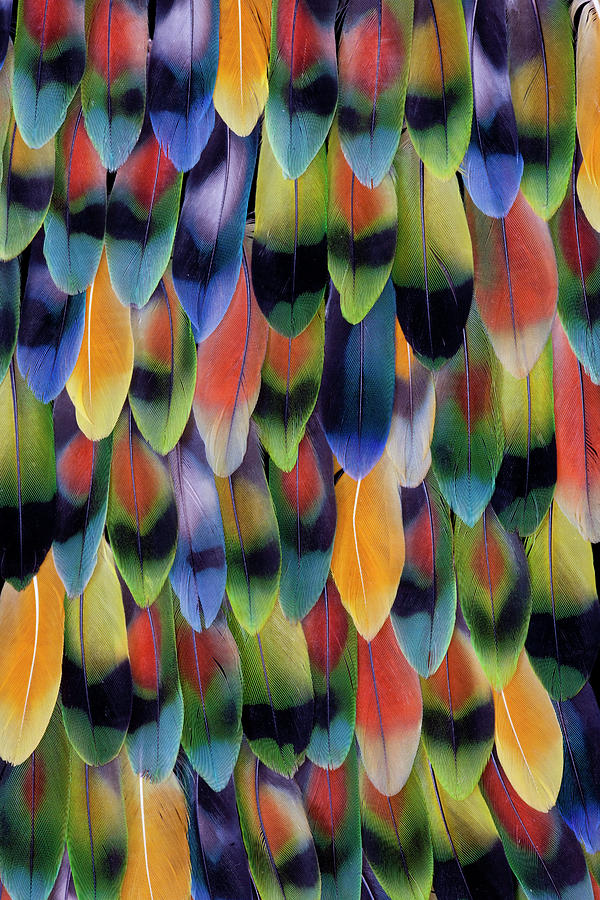 Lovebird Photograph - Lovebird Tail Feather Pattern And Design #2 by Darrell Gulin