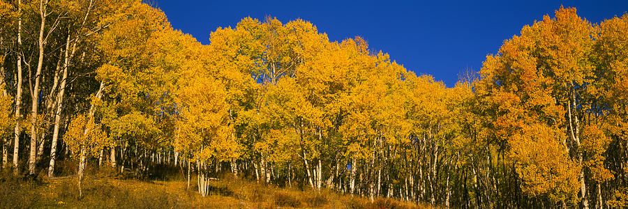 Fall Photograph - Low Angle View Of Aspen Trees #2 by Panoramic Images