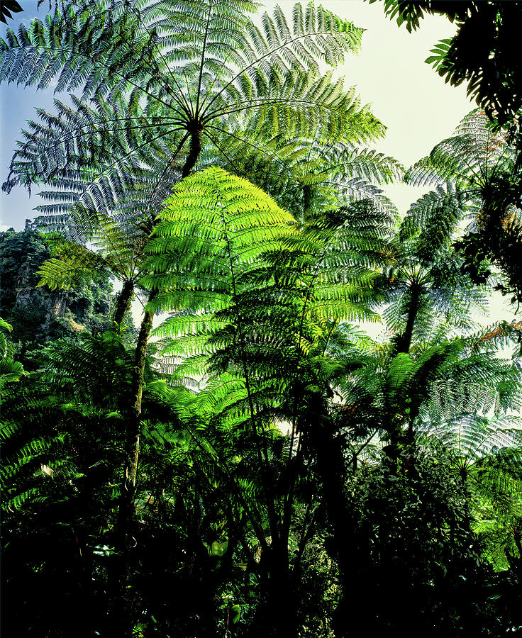 Low Angle View Of West Indian Treefern #2 Photograph by Panoramic Images