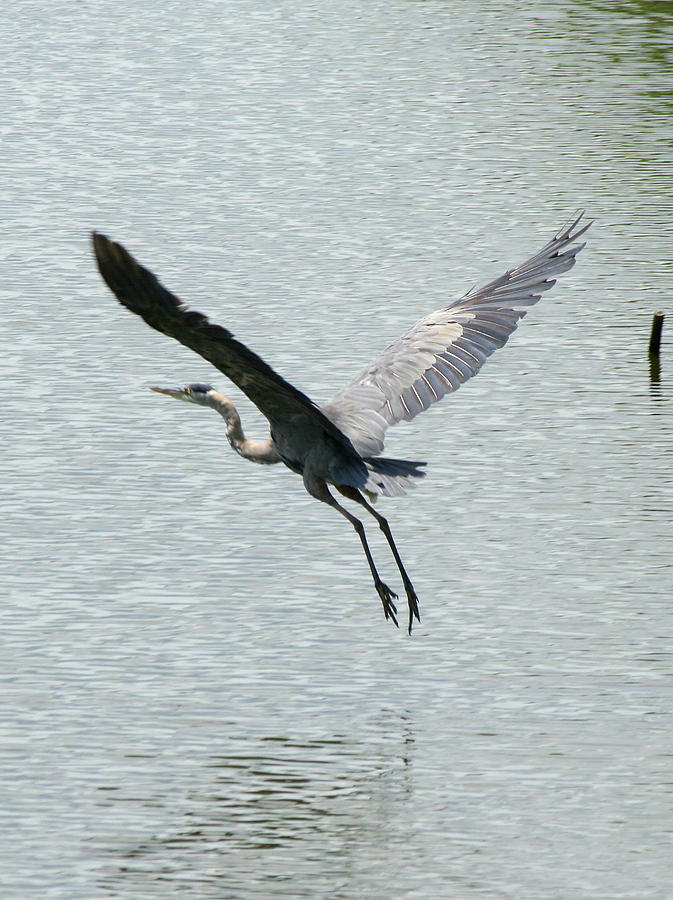 Heron Photograph - Low Flyer  #2 by Neal Eslinger