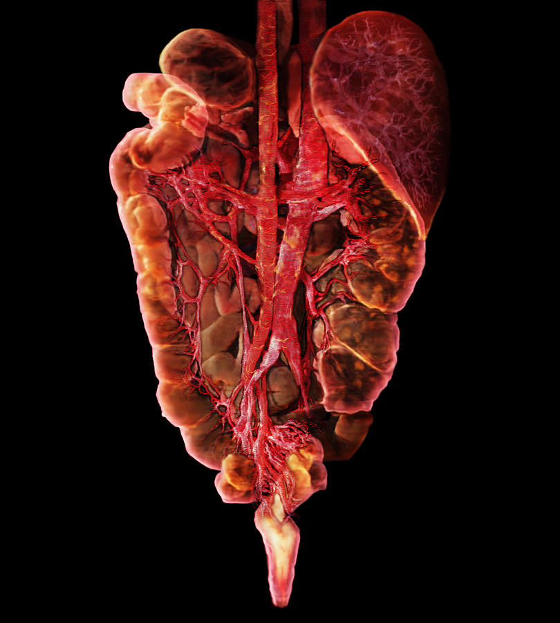 Lower Digestive Tract #2 Photograph by Anatomical Travelogue