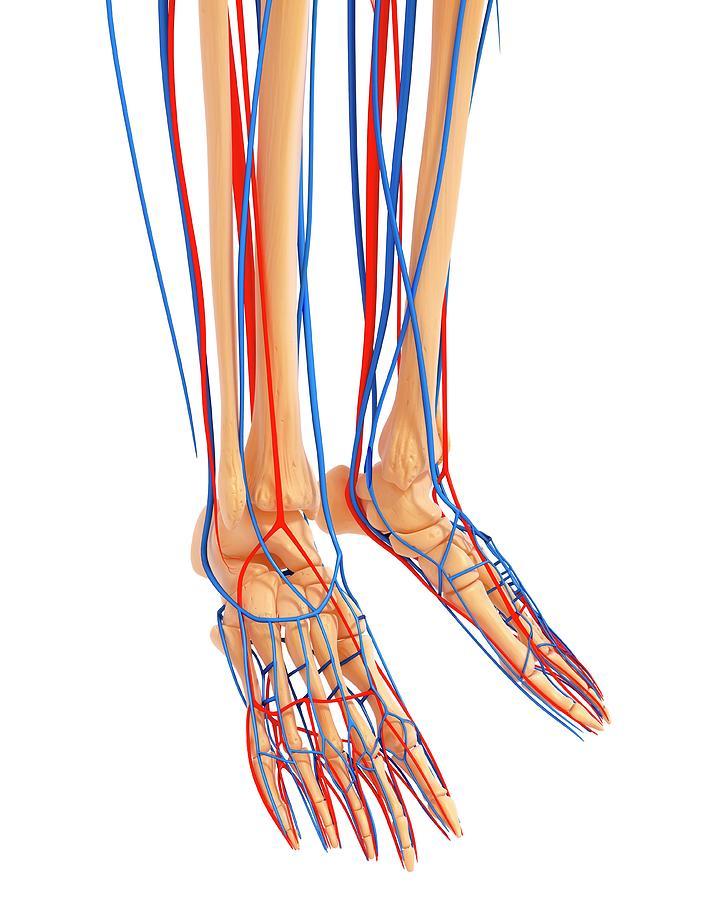Anatomy Of The Lower Leg - Anatomy Drawing Diagram