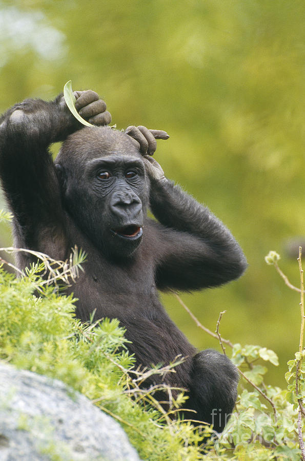 Animal Photograph - Lowland Gorilla #2 by Art Wolfe