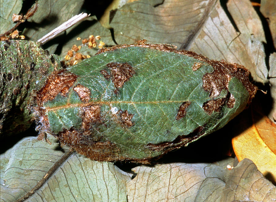 Luna Moth Cocoon Photograph By Millard H Sharp