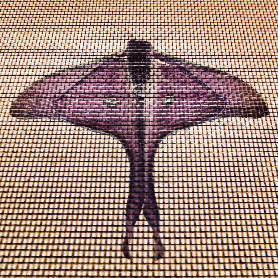 Luna Moth on Screen #2 Photograph by Patricia Januszkiewicz
