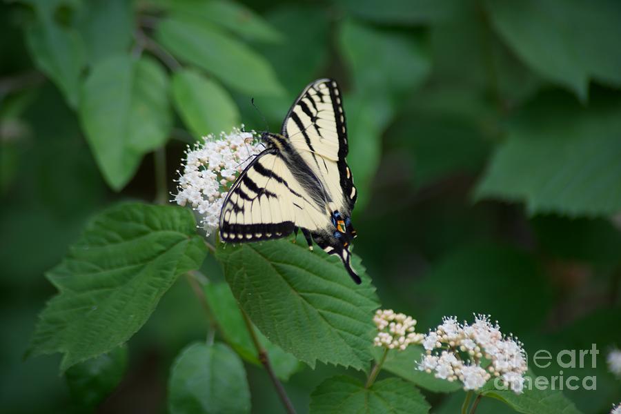 Butterfly Photograph - Lunch #2 by Joseph Yarbrough