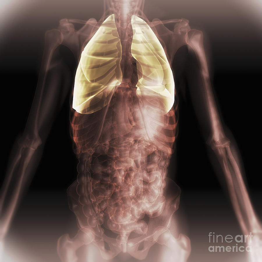Lungs Within The Chest #2 Photograph by Science Picture Co