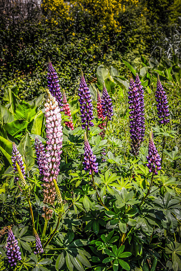 Lupins #2 Photograph by Chris Smith