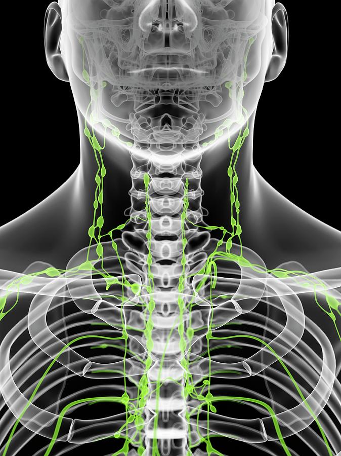 Lymph Nodes In Neck Photograph by Sciepro | Fine Art America