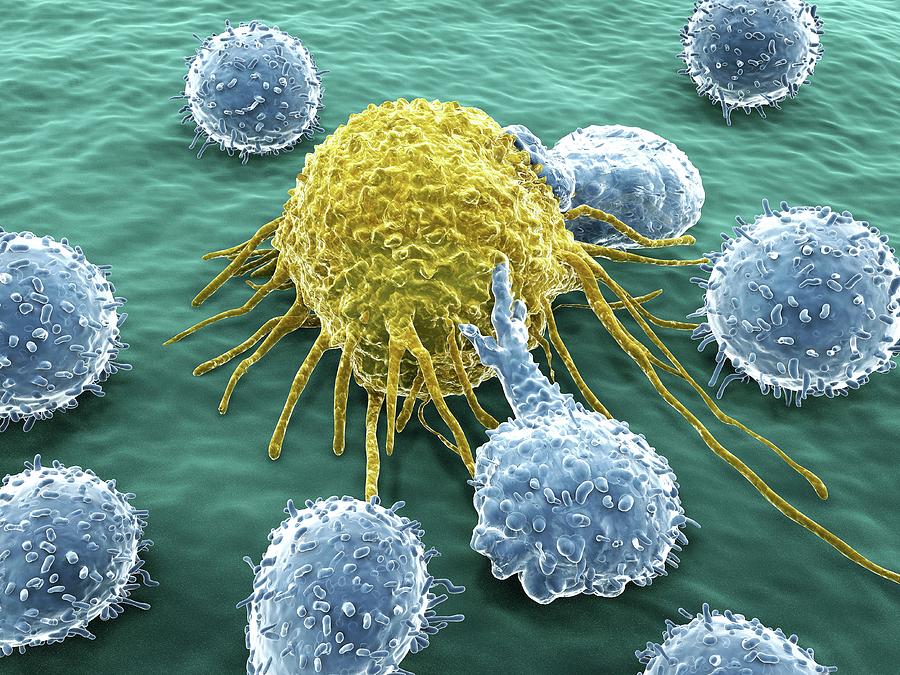Lymphocytes And Cancer Cell #2 Photograph by Juan Gaertner