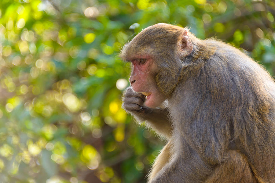 Macaque eating an orange #2 Photograph by Dutourdumonde Photography
