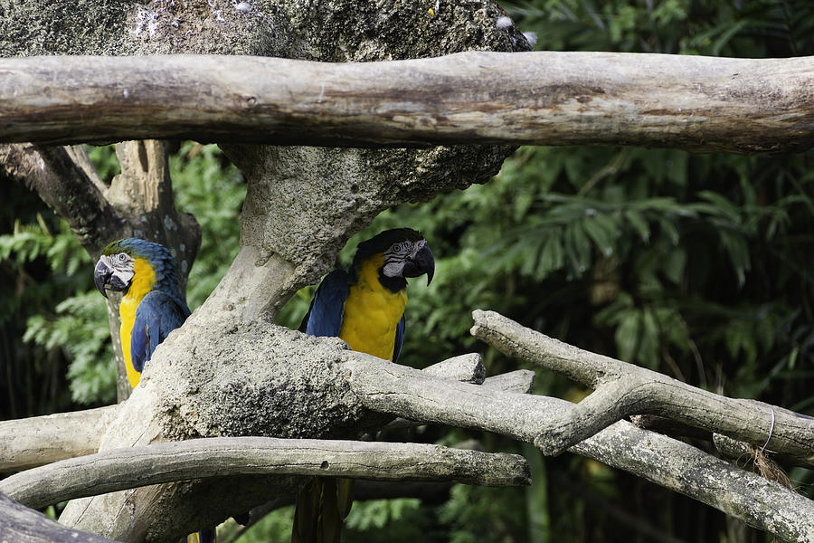 2 Macaws framed by tree branches inside the Jurong Bird Park Photograph by Ashish Agarwal