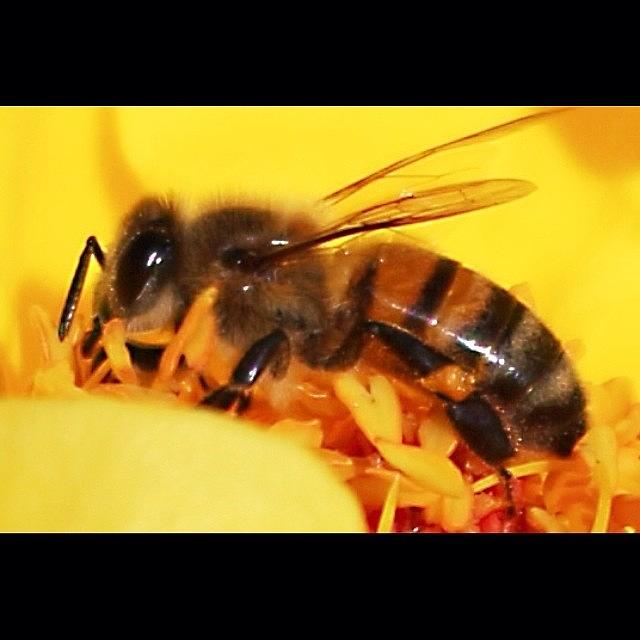 Nature Photograph - #macro #bee #floweroftheday #2 by Mark Jackson