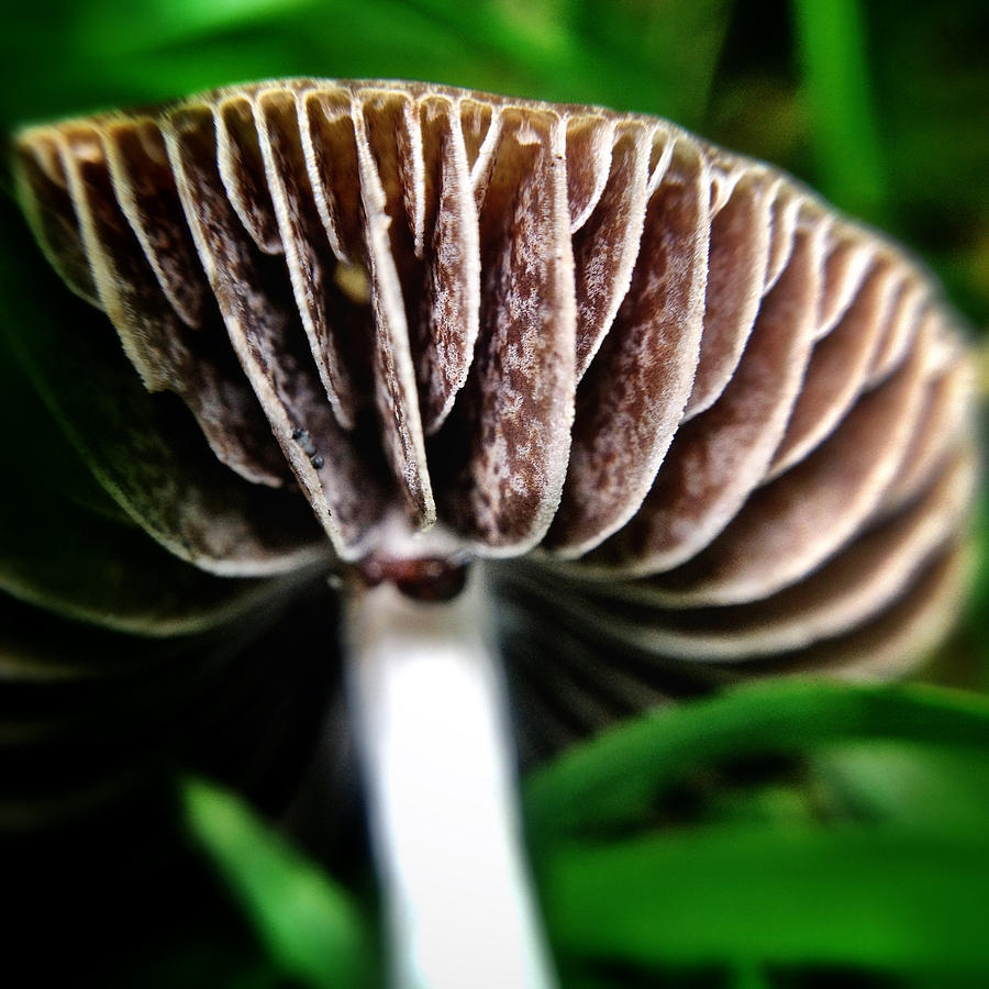Macro Mushroom #3 Photograph by Natasha Marco