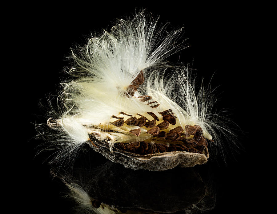 Macro photo of swamp milkweed seed pod Photograph by Steven Heap - Pixels