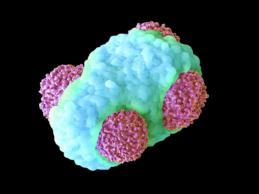 Nobody Photograph - Macrophage Engulfing Cancer Cells #2 by Maurizio De Angelis