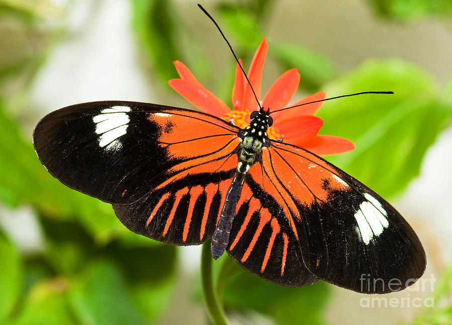 Nature Photograph - Madeira Butterfly #2 by Millard H. Sharp