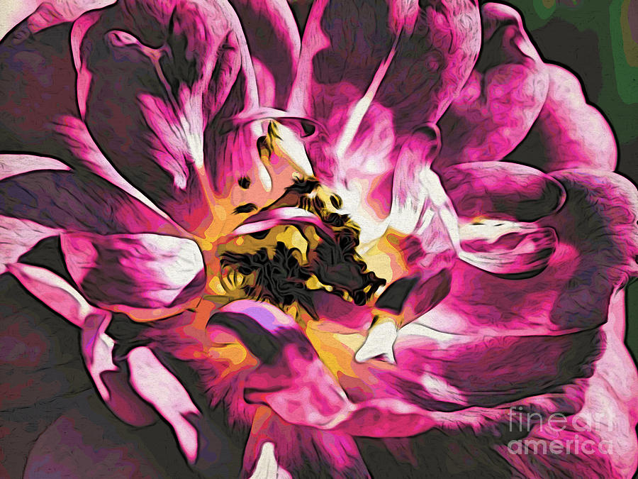 Magenta Rose #2 Photograph by Jacklyn Duryea Fraizer