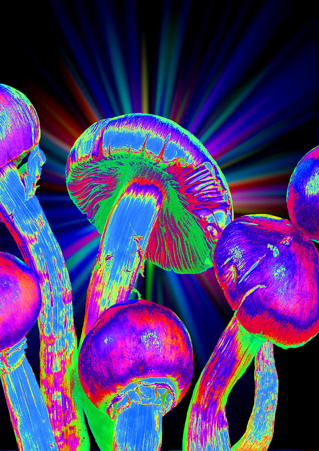 Magic Mushrooms #2 Photograph by Martin Bond/science Photo Library
