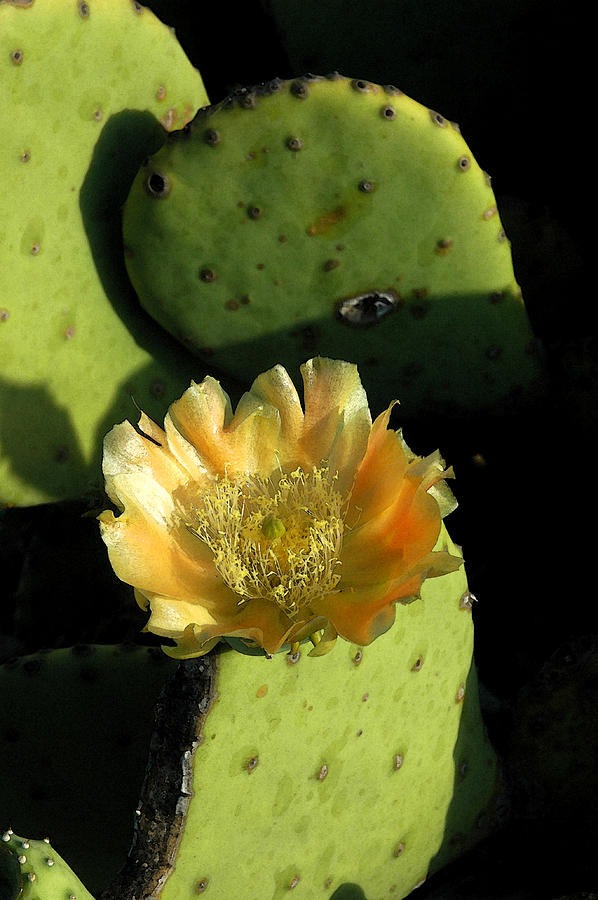 Flower Photograph - Magical Cactus #2 by Robert Anschutz