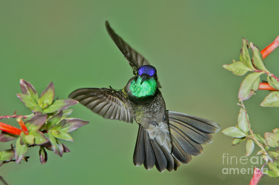 Magnificent Hummingbird #2 Photograph by Anthony Mercieca