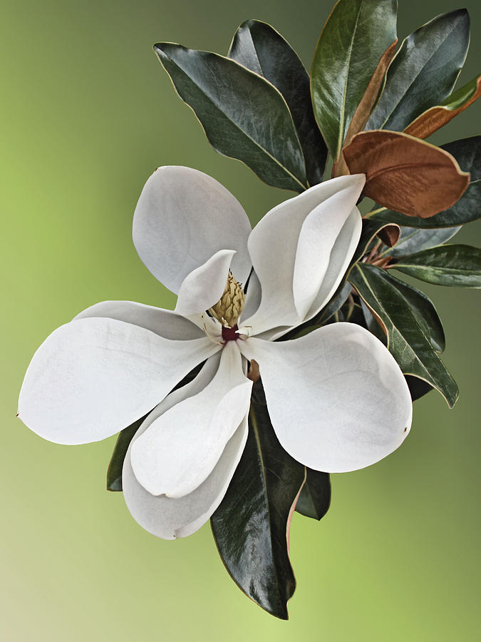 Magnolia Blossom #2 Photograph by Kristin Elmquist