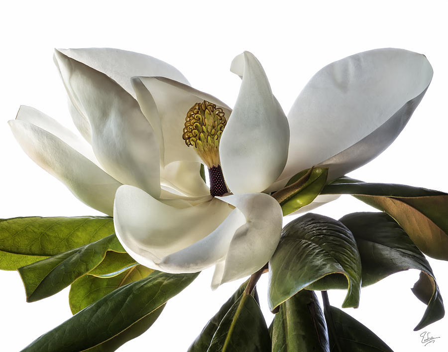 Magnolia #2 Photograph by Endre Balogh