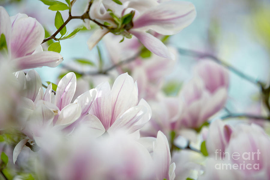 Magnolia Movie Photograph - Magnolia Flowers #2 by Nailia Schwarz
