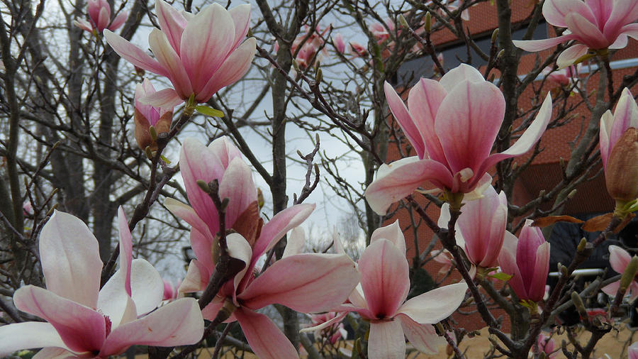 Magnolia Movie Photograph - Pink Magnolia Flowers  by Xueyin Chen