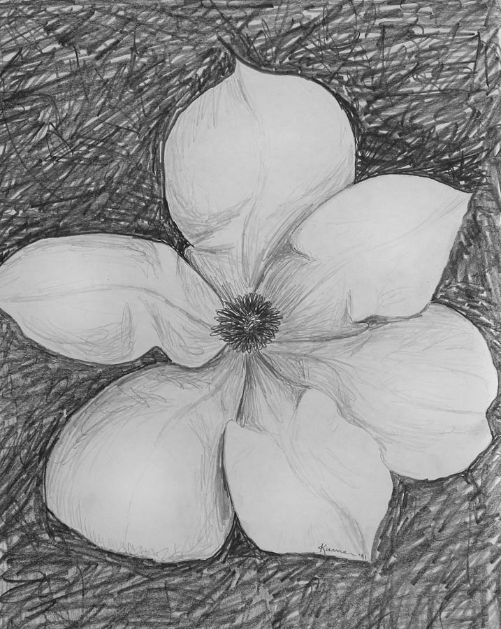 Magnolia Drawing by Kume Bryant