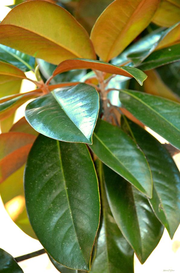 Magnolia Leaf Closeup #2 Photograph by Maria Urso