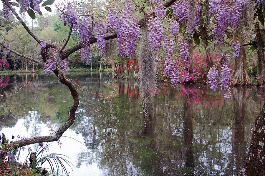 Magnolia Plantation Gardens Series II #1 Photograph by Suzanne Gaff